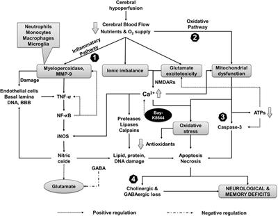 The Mechanisms of Cucurbitacin E as a Neuroprotective and Memory-Enhancing Agent in a Cerebral Hypoperfusion Rat Model: Attenuation of Oxidative Stress, Inflammation, and Excitotoxicity